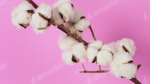 Preview: White Cotton branch on pink color background Flat lay Top view.