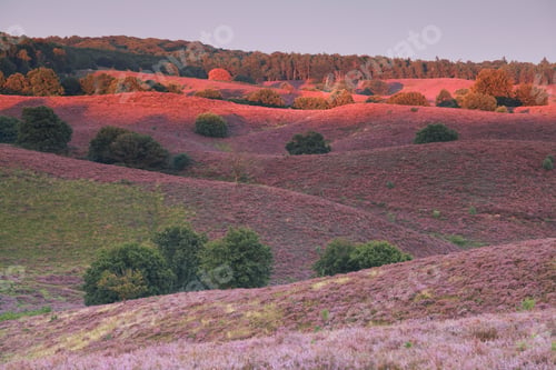 Preview: last sunbeams over hills with pink heather