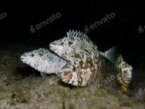 Preview: Dusky spinefoot resting on a rock