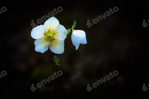 Preview: Helleborus niger white flower