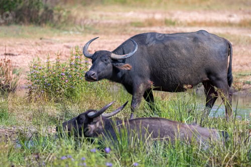 Preview: Asian water buffalo or Bubbalus bubbalis in mud
