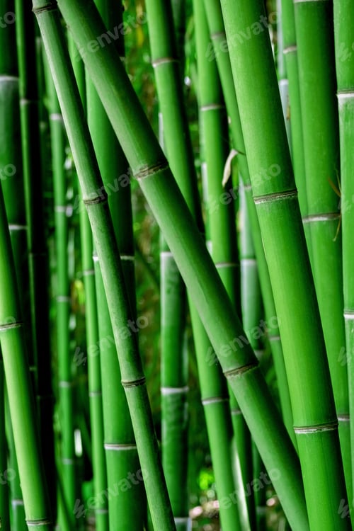 Preview: Vertical natural bamboo wallpaper. Green background.