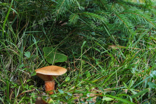 Preview: Wild mushroom growing in forest on summer day