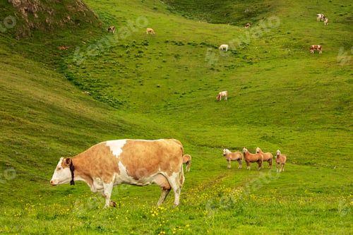 Preview: cows and horses grazing in mountains