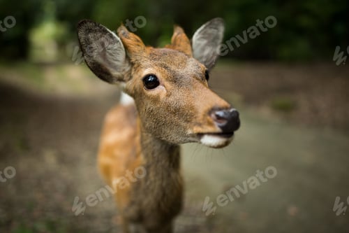 Preview: Close up deer