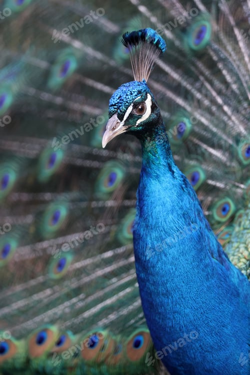Preview: Pavo cristatus, peacock bird with bright feathering