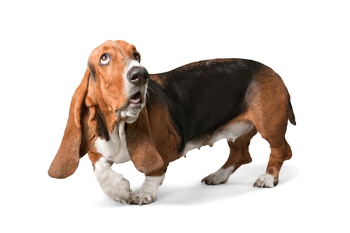 Preview: basset hound, dog, animal