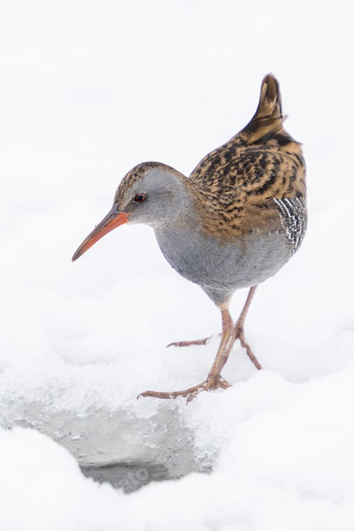 Preview: European water rail (Rallus aquaticus)