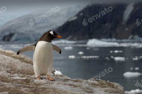 Preview: Gentoo penguin, Neko Harbor, Gerlache strait, Antarctica, Antarctic Peninsula