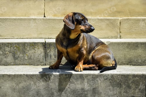 Preview: Thoroughbred dog is comfortably located on stone steps. Close-up. Selective focus.