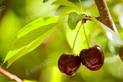 Preview: Cherry Farm