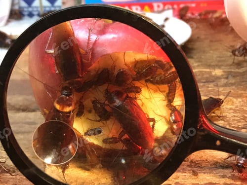 Preview: Cockroach in the dirty kitchen