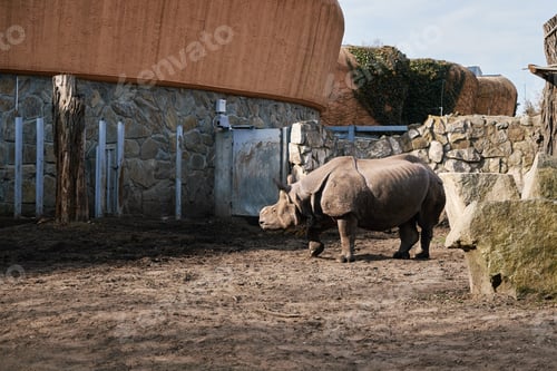 Preview: Indian rhinoceros in Zoo