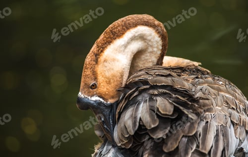 Preview: Chinese goose preening feathers with its neck bent in a curve