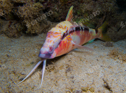 Preview: Goat fish with long whiskers