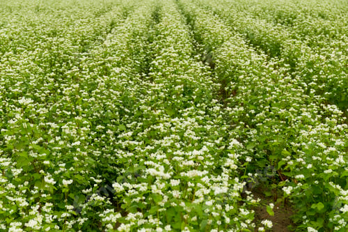 Preview: Beautiful flower field