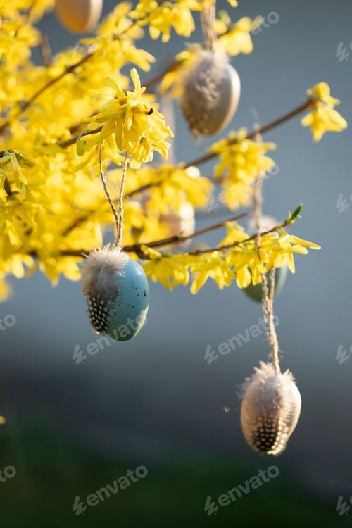 Preview: Backyard decoration for easter. Eggs hung on forsythia branch