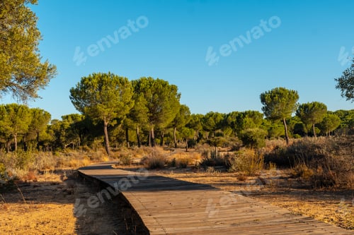 Preview: Wooden walkway for walks inside the Doñana Natural Park, Huelva