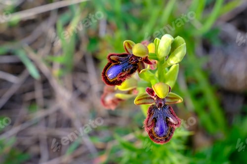 Preview: Wild orchid, scientific name; Ophrys speculum