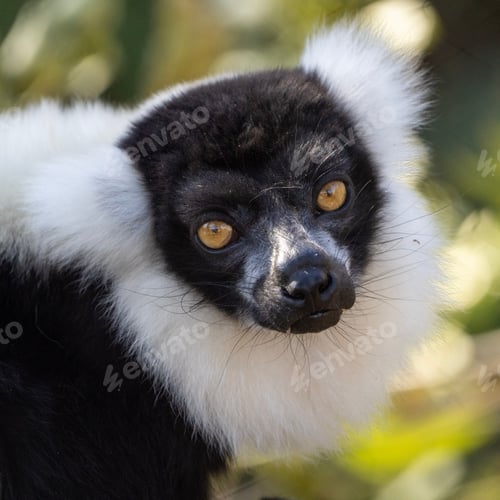Preview: Closeup of a lemur in a zoo under the sunlight with a blurry background