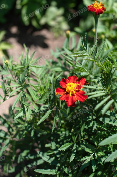Preview: Vibrant Marigold Bloom in Natural Garden Setting