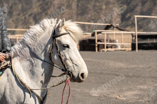 Preview: White horse with rider for activity walking around on desert