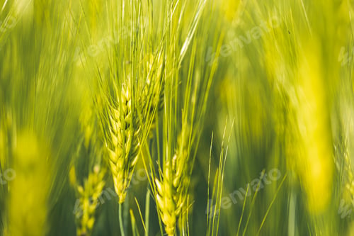 Preview: Green wheat on the field in spring. Selective focus, shallow DOF background.