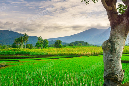 Preview: beauty landscape paddy fields natural beautiful morning view from asia