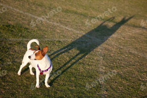 Preview: Jack Russell Terrier in the Park Some Afternoon.