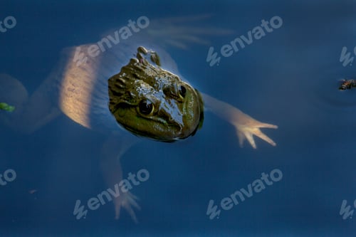Preview: Frog floating in water