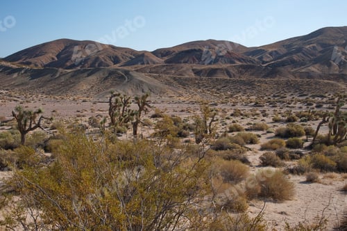 Preview: Joshua tree in desert landscape