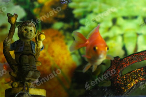 Preview: Ornamental fish