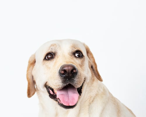Preview: Portrait of a Labrador Retriever dog