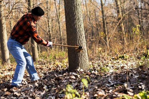 Preview: Senior lumberjack cutting tree with axe in the forest