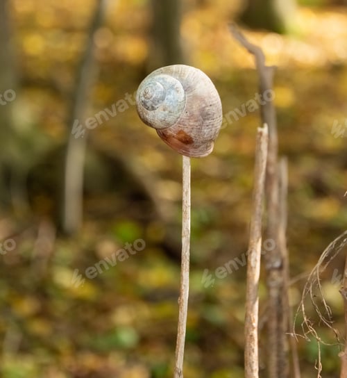 Preview: Selective focus shot of a snail shell on a thin stick of wood with a blurred natural background