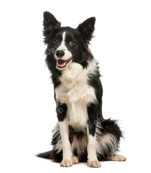 Preview: Border Collie, 1 year old, sitting and panting, isolated on white