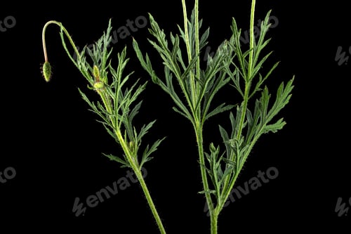 Preview: Green leaf and stem of poppy, lat. Papaver, isolated on black background