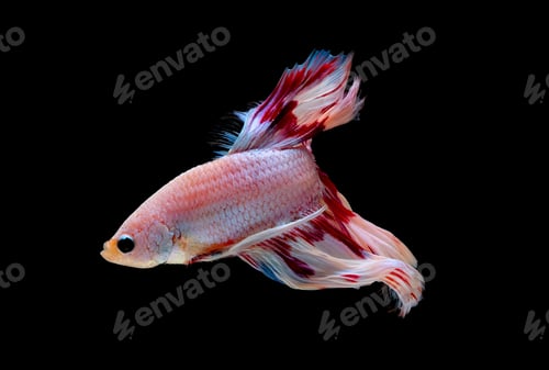 Preview: Colorful with main color of light pink, blue and red betta fish, Siamese fighting fish