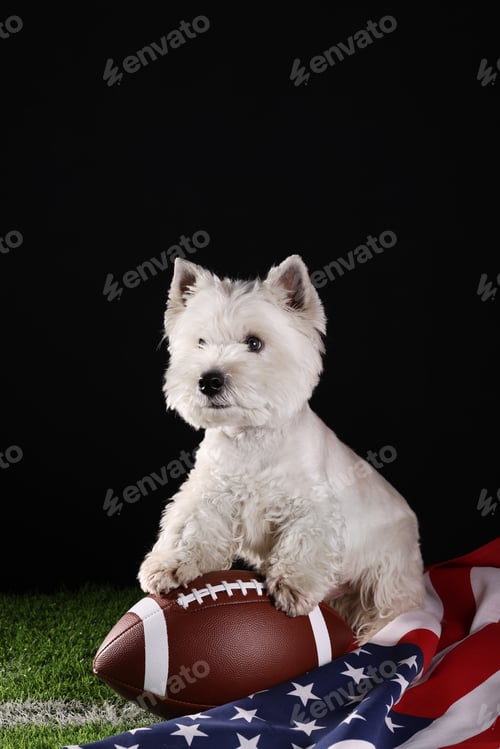 Preview: American football, West Highland White Terrier dog holding a football next to the US flag.