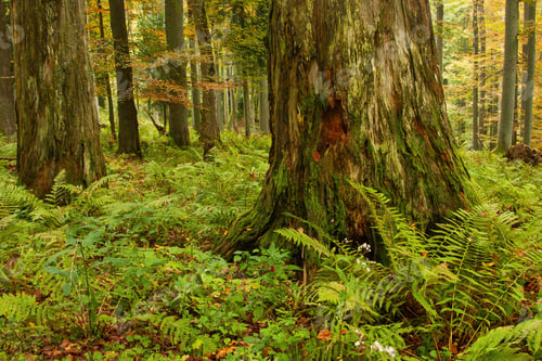 Preview: Massive old rotting tree in a primeval forest in autumn nature