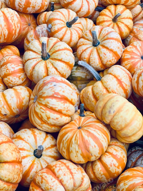 Preview: Multicolored pumpkins.