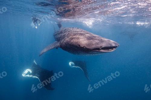 Preview: Mexico, Isla Mujeres, Diver swimming with whale sharks and manta rays in sea