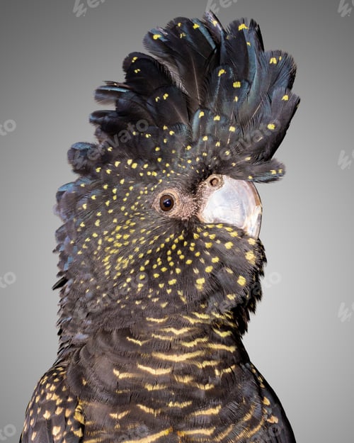 Preview: red tailed black cockatoo