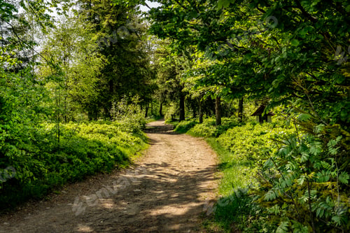 Preview: Tourist path leading through the forest.