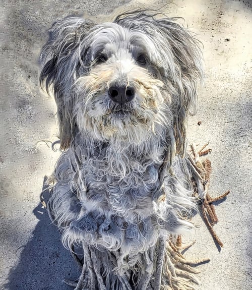 Visualização: Danté the Bergamasco Sheepdog!! Those aren't sticks on the ground