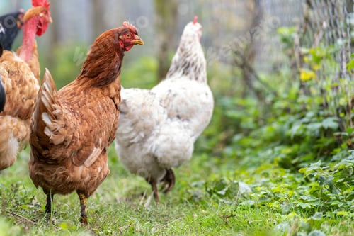 Preview: Chicken feeding on traditional rural barnyard. Hens on barn yard in eco farm.