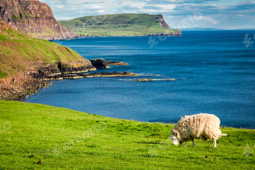 Preview: Beautiful view to sheep on the edge of a cliff, Isle of Skye, Scotland