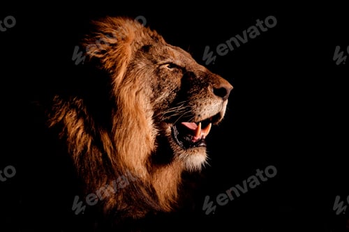 Preview: A side profile of a male lion's head, Panthera leo, open mouth, lit up by spotlight, black