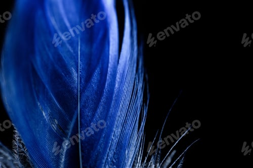 Preview: close up of electric blue soft textured feather isolated on black