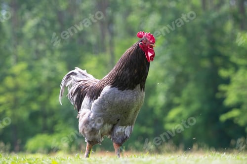 Preview: A proud rooster with a bright red comb struts confidently across a field